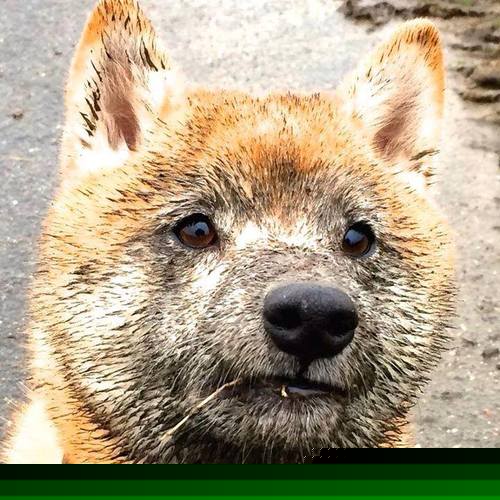 _勇士队开始科班出身,战术日趋成熟_,勇士队出场介绍