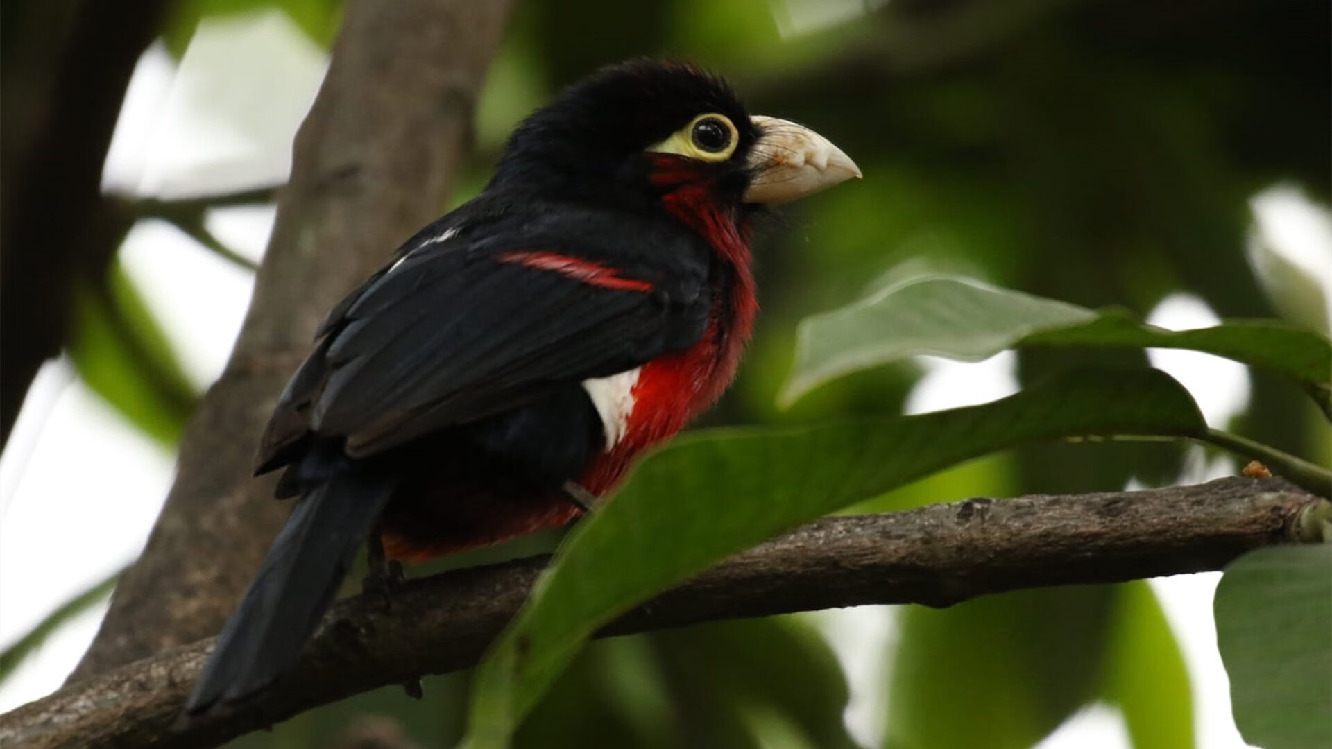 B体育(CHINA)官方网站-_猛龙展现韧性，逆转赢取重要胜利_，猛龙强吗