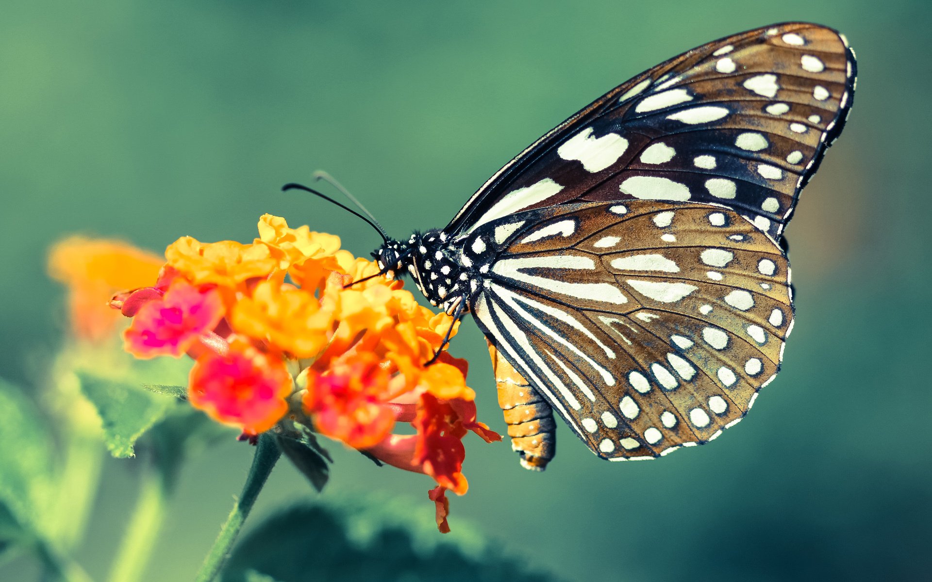 【超级逆转】奥沙利文:在赛场上演的逆风翻盘,奥沙利文70分逆转