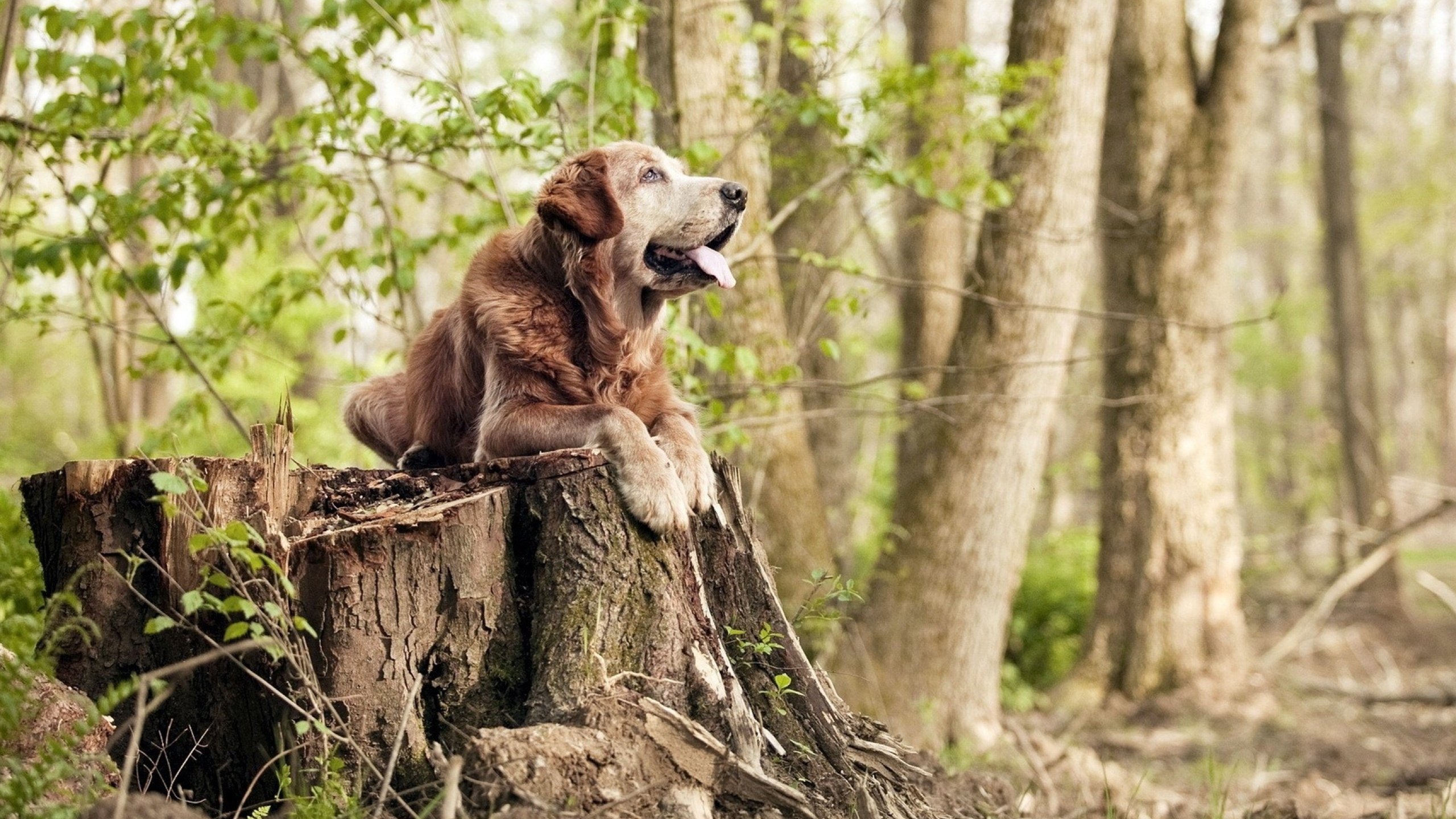 全球电竞巡回赛多国战队焕发新活力,精彩不断,全球电竞总决赛