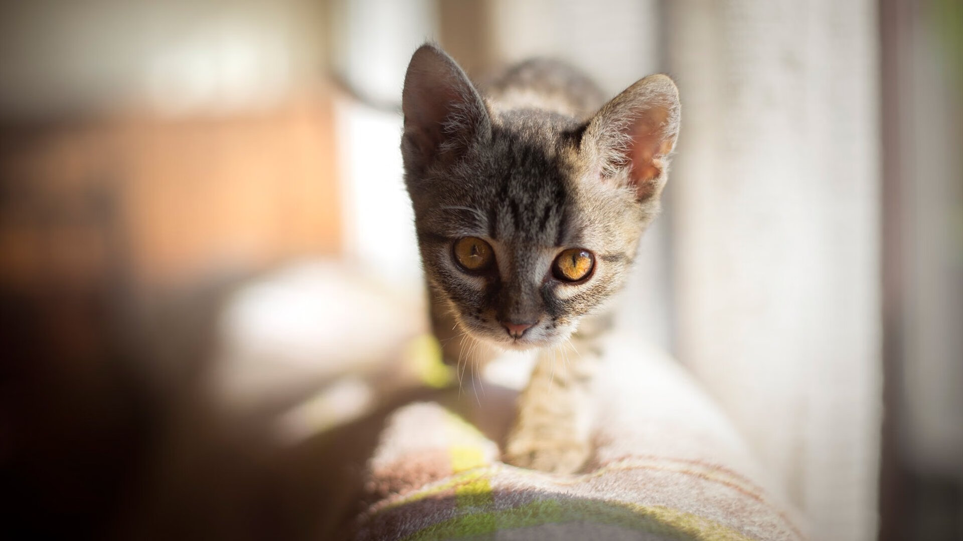 BSPORT 官网-哥伦比亚马术协会与欧洲马术协会签署合作协议，共同举办国际赛事。