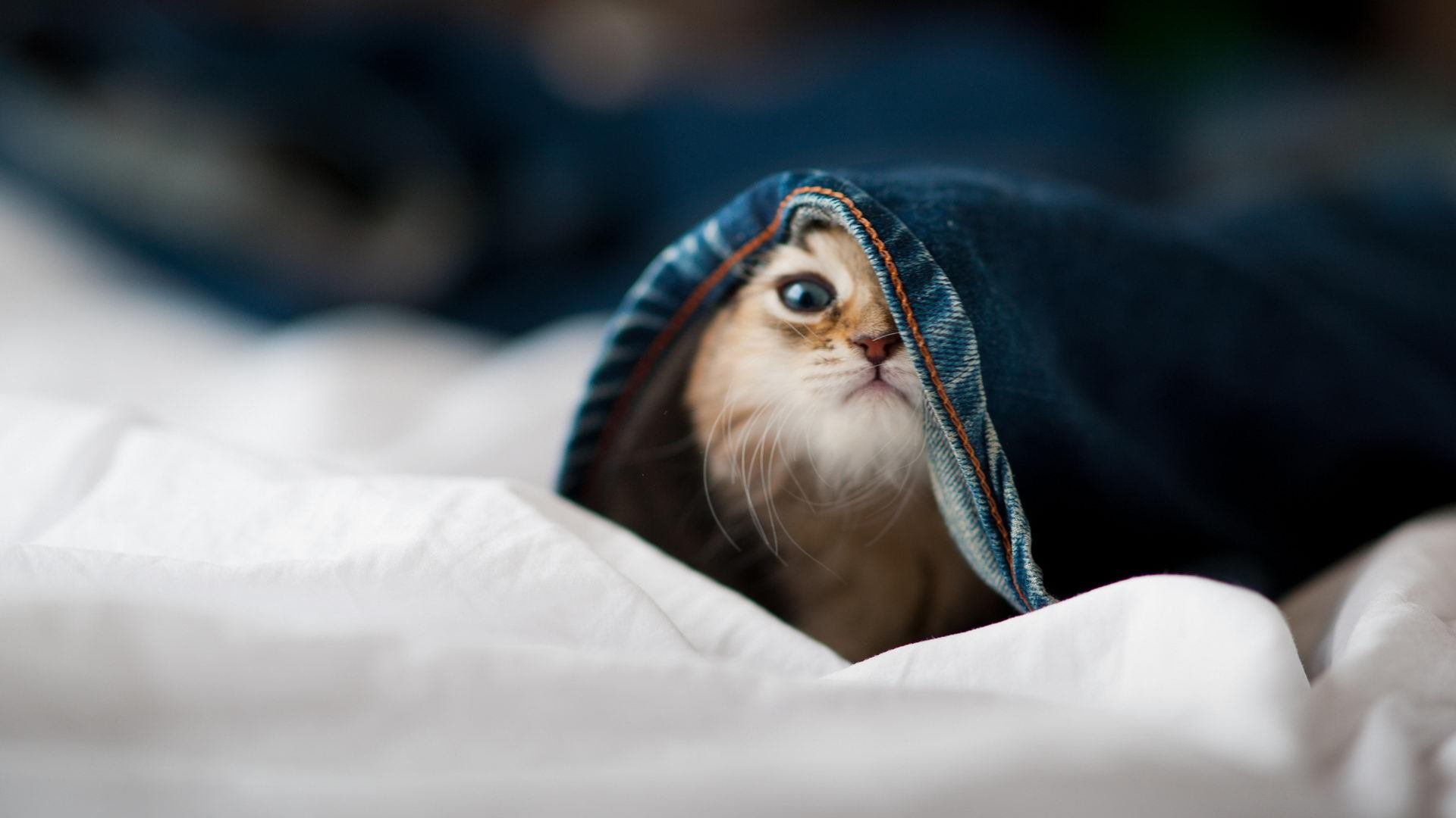 b体育app-意甲对决，比分4-2，场上关键数据：角球数占优，精彩表现球员助攻不断