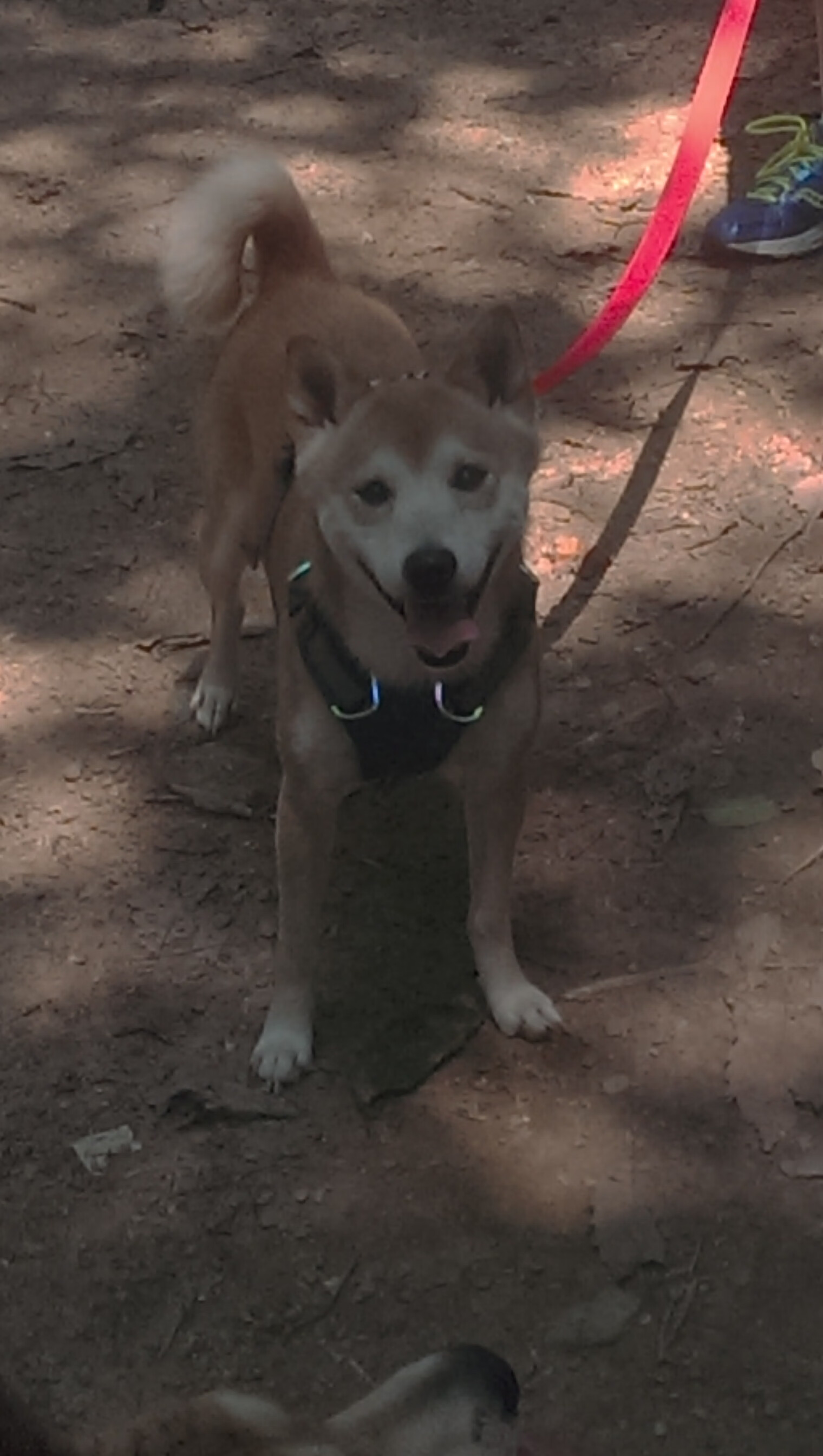 让人心潮澎湃的“绝杀瞬间”集结,绝杀的视频