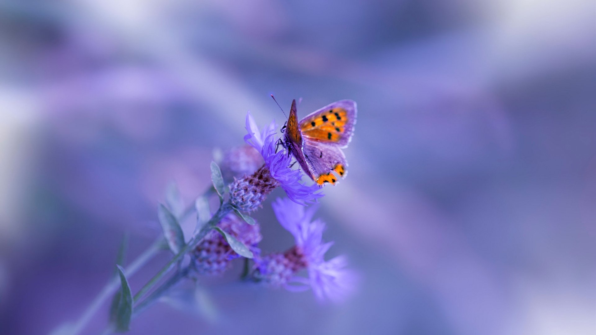 车队“暗战”潜规则:幕后布局与策略博弈,车队暗号