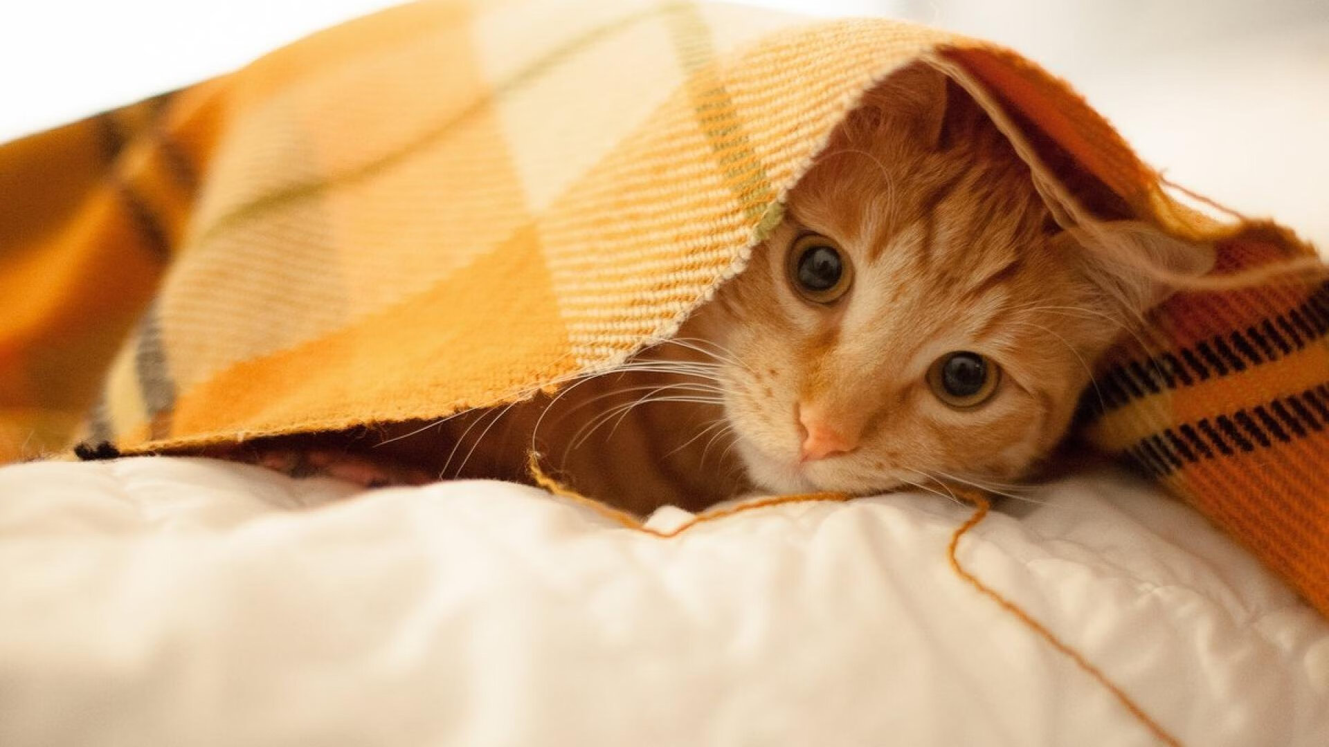 b体育网页版登录入口-川崎前锋主帅战术调整，川崎前锋视频