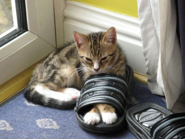 B 体育官网-英格兰球迷为奥运表现自豪，英格兰球迷为奥运表现自豪的事例