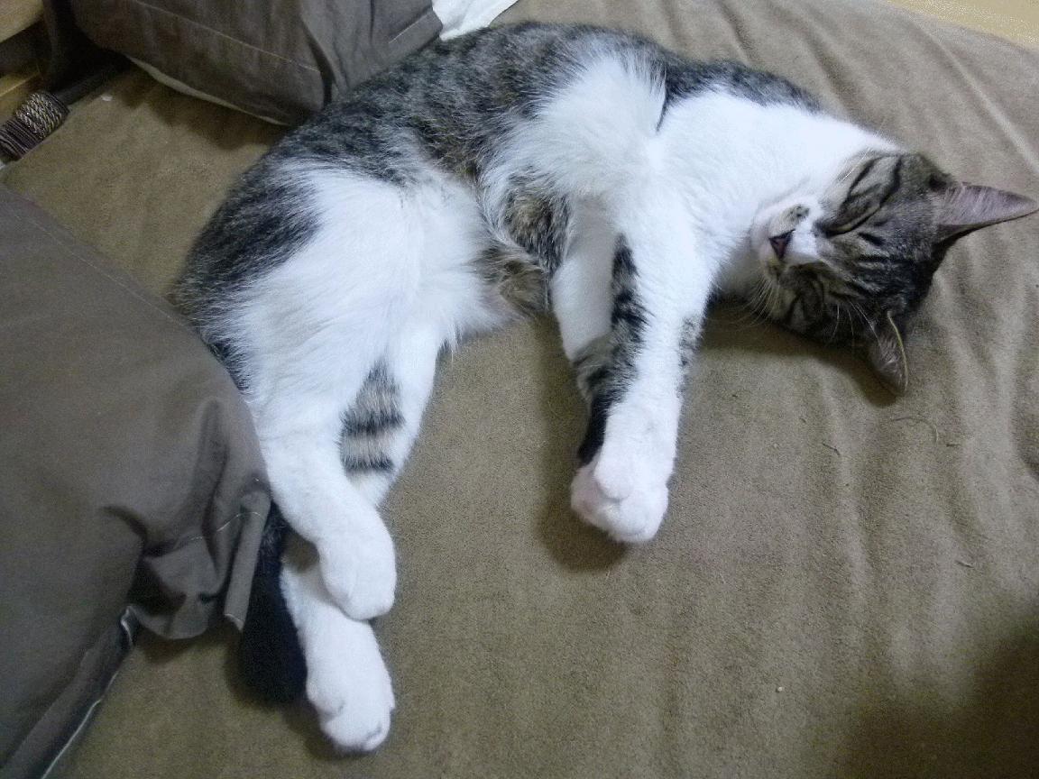 德甲青训心理训练促进技术动作学习与压力管理,德甲青训体系