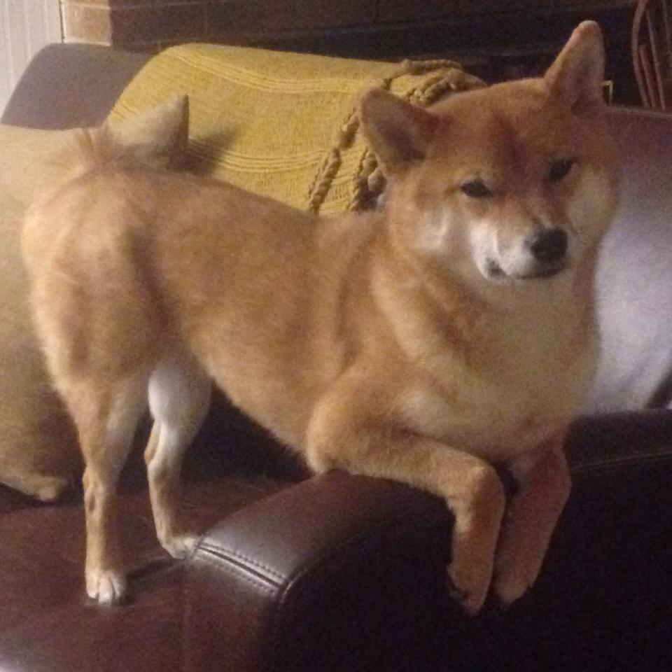 运动员训练数据可视化，运动员数据分析软件