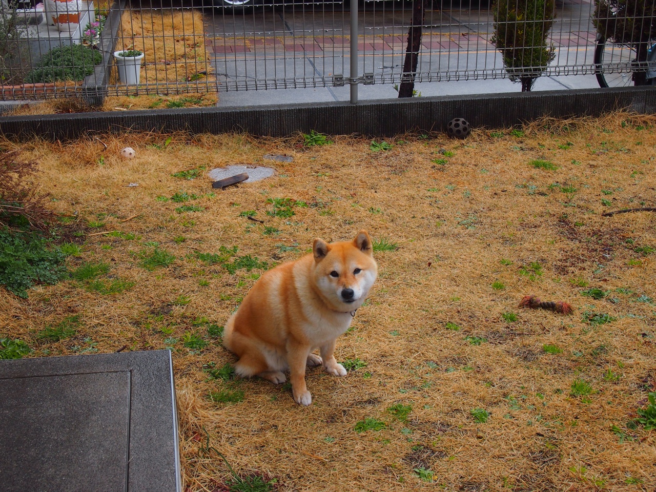 “彭尤蝶泳自由泳再突破，未来可期”