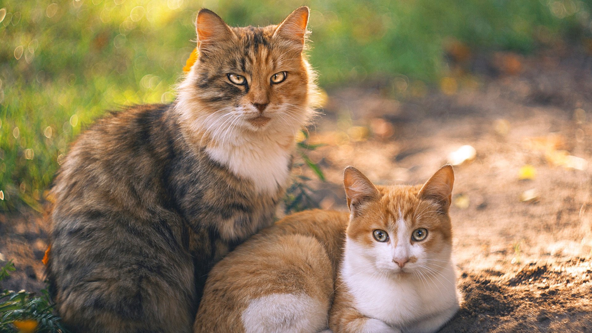 B体育(中国)官方网站-五大联赛是否建立跨区域站位配合机制提升协同密度，五大联赛和其他联赛的差别