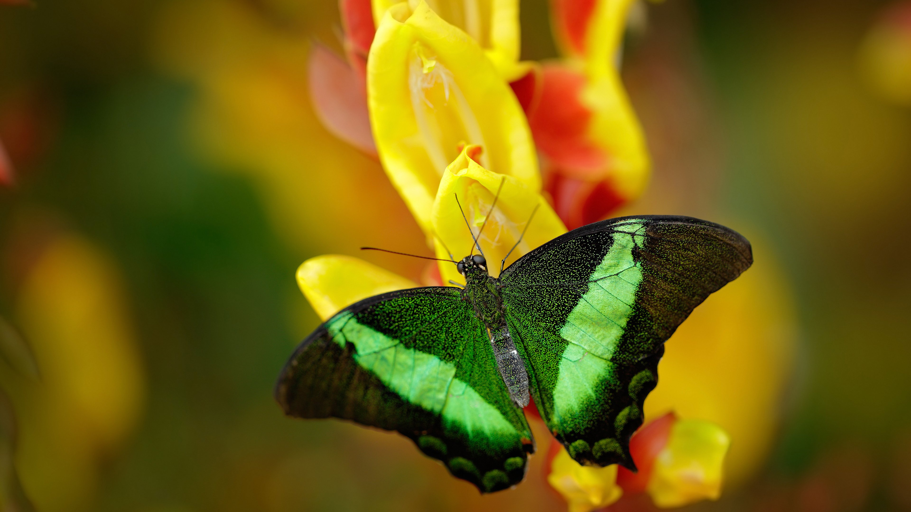 明星运动员跨界主持体育节目受到好评，体育明星参加娱乐节目