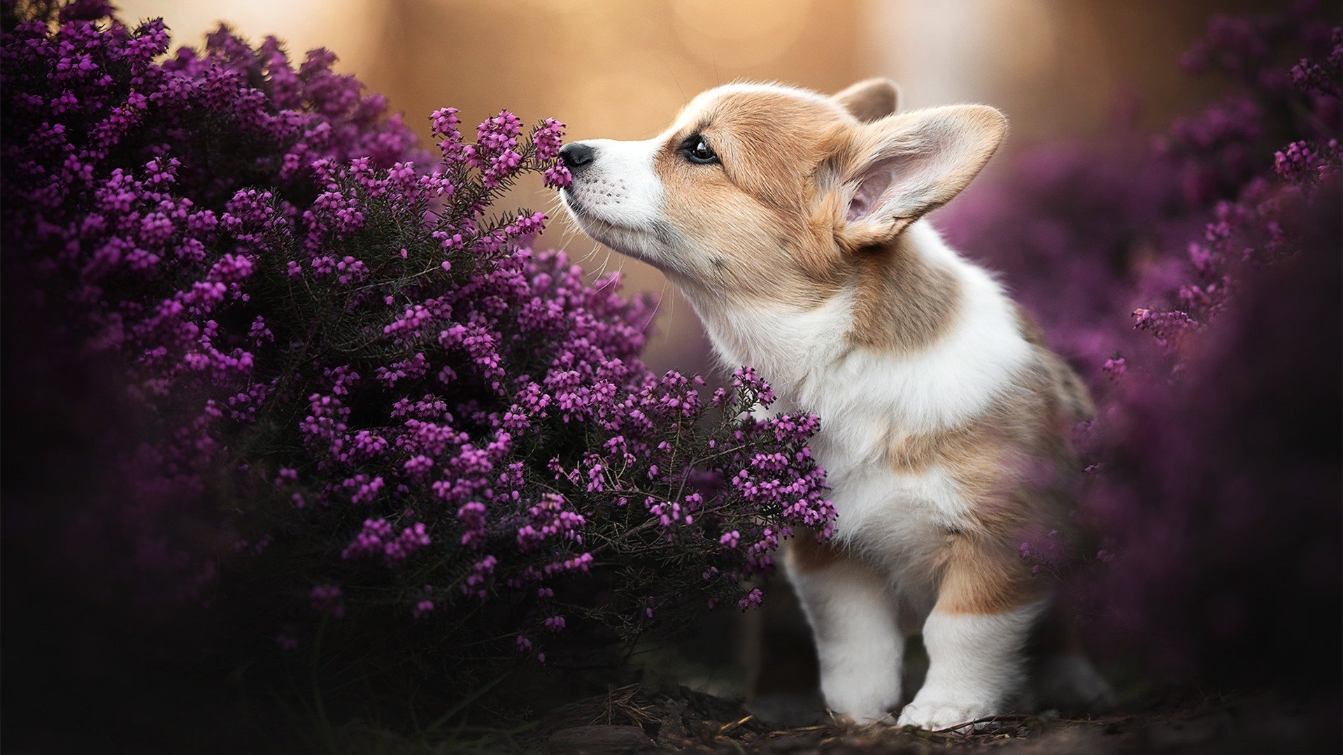 意甲明星球员的形象管理,意甲球星合影