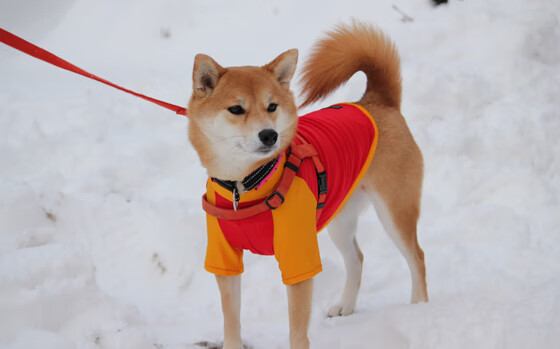 美洲杯逆境捍卫者:英雄崛起驭风而行!,美洲杯读秒绝杀