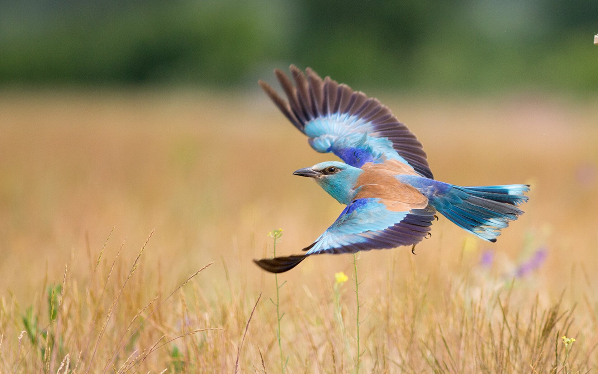 英超门票价格波动与球迷反应，英超球队门票收入