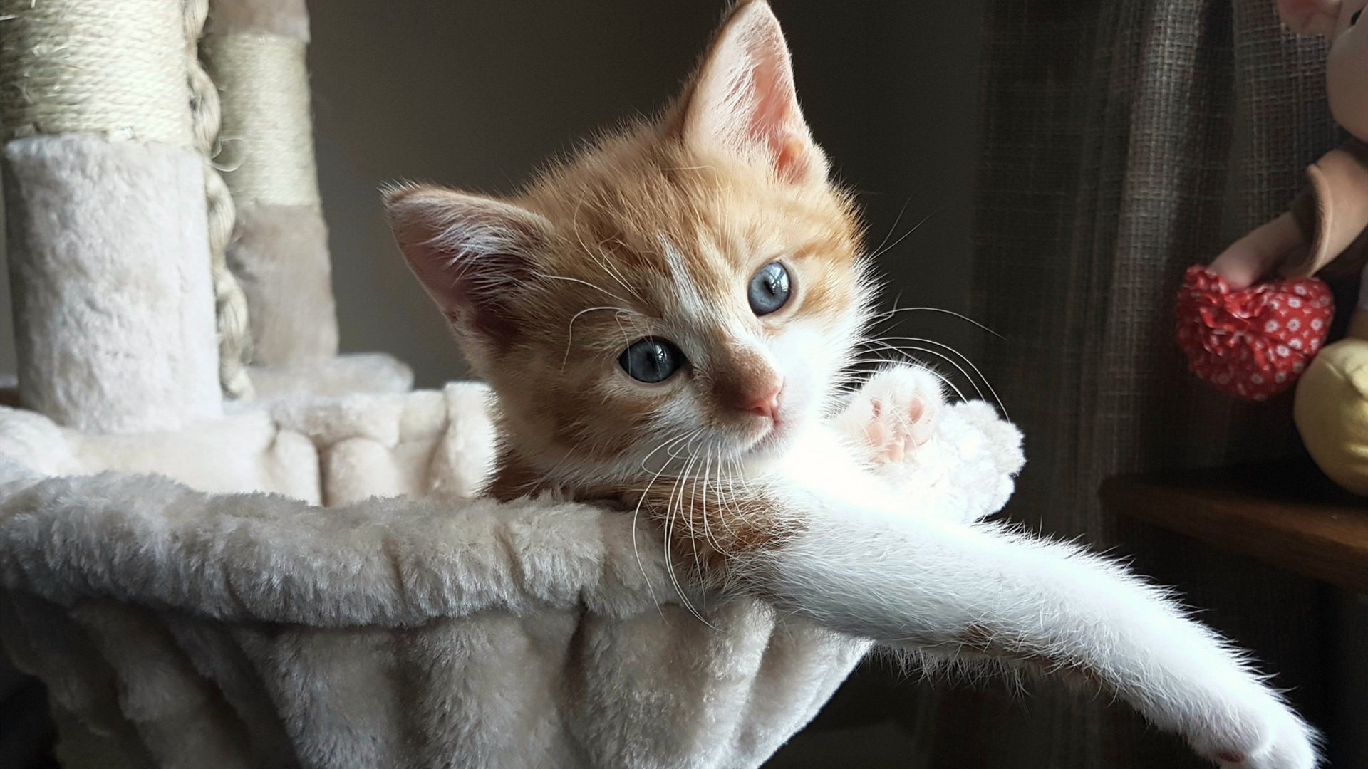 蛙泳赛场韩国刷新个人排名,韩国蛙泳欣赏视频